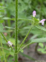 Attēlu rezultāti vaicājumam “Galeopsis tetrahit flower”