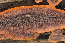 Attēlu rezultāti vaicājumam “Phlebia radiata”