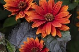 Image result for Heliopsis scabra