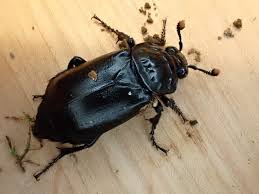 Attēlu rezultāti vaicājumam “Arcyria affinis young”