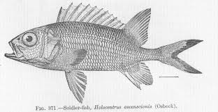 Image result for Holocentrus adscensionis