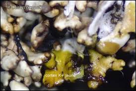 Attēlu rezultāti vaicājumam “Hypogymnia vittata”