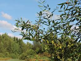 Attēlu rezultāti vaicājumam “Salix triandra”