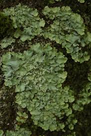 Attēlu rezultāti vaicājumam “Punctelia subrudecta”