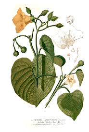 Attēlu rezultāti vaicājumam “Convolvulaceae”