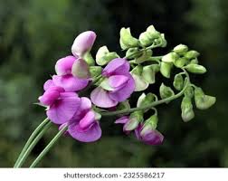 Attēlu rezultāti vaicājumam “Lathyrus latifolius bud”