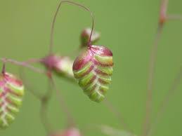Attēlu rezultāti vaicājumam “Briza media flower”