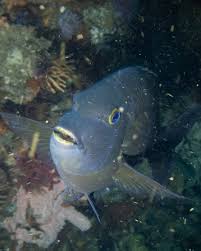 Image result for Haploblepharus edwardsii