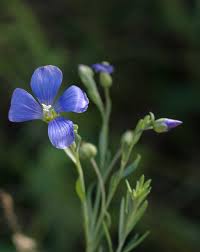 Attēlu rezultāti vaicājumam “Linaceae”