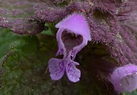 Attēlu rezultāti vaicājumam “Lamium purpureum flower”