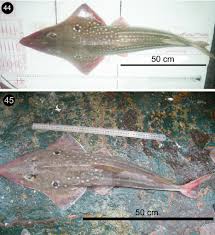 Image result for Rhynchobatus djiddensis