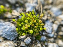Attēlu rezultāti vaicājumam “Bartramia pomiformis”