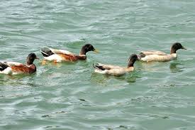 Attēlu rezultāti vaicājumam “Anas platyrhynchos male”