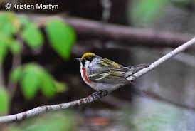 Image result for Dendroica pensylvanica