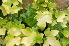 Attēlu rezultāti vaicājumam “Hedera helix  leaf”