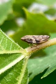 Attēlu rezultāti vaicājumam “Aphrophora alni imago”