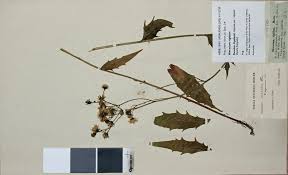 Attēlu rezultāti vaicājumam “Hieracium vulgatum”