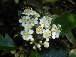 Attēlu rezultāti vaicājumam “Sorbus hybrida”