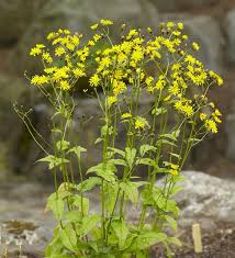 Attēlu rezultāti vaicājumam “Crepis paludosa flower”