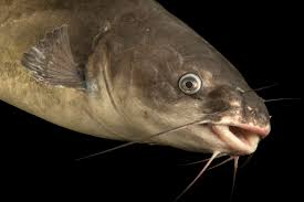 Image result for Ictalurus furcatus