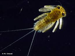 Attēlu rezultāti vaicājumam “Heptagenia sulphurea”