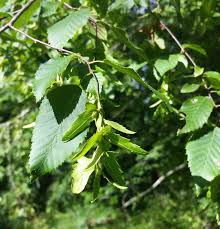 Attēlu rezultāti vaicājumam “Carpinus caroliniana”