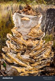 Attēlu rezultāti vaicājumam “Bjerkandera fumosa”