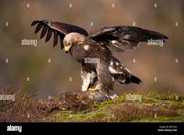 Attēlu rezultāti vaicājumam “Aquila chrysaetos adult”