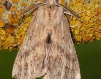 Attēlu rezultāti vaicājumam “Pterostoma palpina”