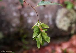 Attēlu rezultāti vaicājumam “Carpinus caroliniana male flower”