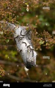 Attēlu rezultāti vaicājumam “Eriogaster lanestris larva”
