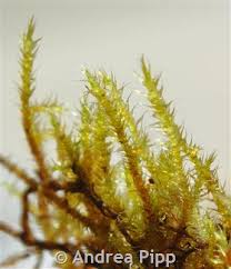 Attēlu rezultāti vaicājumam “Campylium stellatum sporophyte”