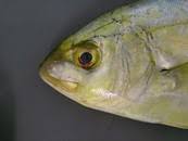 Image result for Caranx bartholomaei