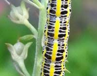 Attēlu rezultāti vaicājumam “Calophasia lunula larva”