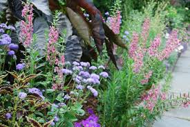 Image result for Ageratum houstonianum