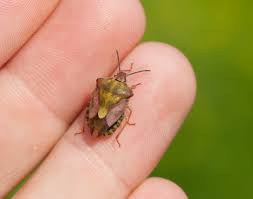 Attēlu rezultāti vaicājumam “Carpocoris purpureipennis”