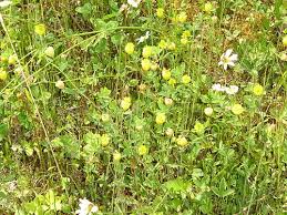 Attēlu rezultāti vaicājumam “Trifolium aureum”