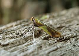 Attēlu rezultāti vaicājumam “Caloptilia alchimiella”