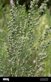 Attēlu rezultāti vaicājumam “Chenopodium album flower”