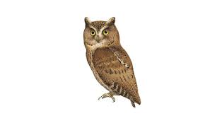 Image result for Otus scops
