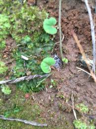 Attēlu rezultāti vaicājumam “Phaeoceros laevis subsp. carolinianus”