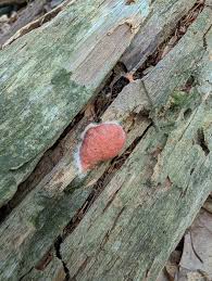 Attēlu rezultāti vaicājumam “Willkommlangea reticulata plasmodium”