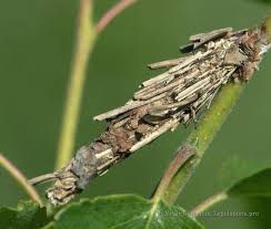 Attēlu rezultāti vaicājumam “Canephora hirsuta”