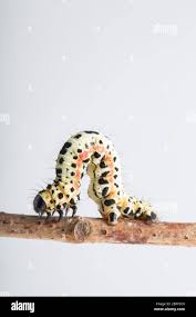 Attēlu rezultāti vaicājumam “Abraxas grossulariata larva”