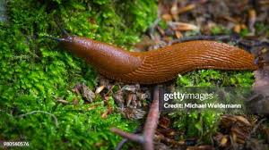 Attēlu rezultāti vaicājumam “Arion rufus”