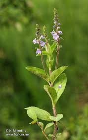 Image result for Veronica officinalis