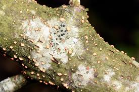 Attēlu rezultāti vaicājumam “Nectria cinnabarina”