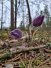 Attēlu rezultāti vaicājumam “Pulsatilla patens flower”