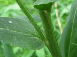 Attēlu rezultāti vaicājumam “Hesperis matronalis leaf”