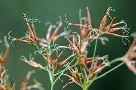 Attēlu rezultāti vaicājumam “Rhynchospora alba fruit”